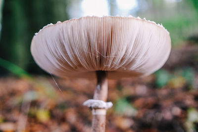 Close-up of mushroom growing on field