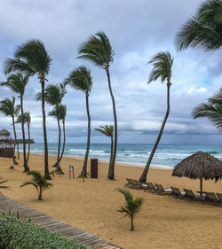 Palm trees on beach against a stormy sky 