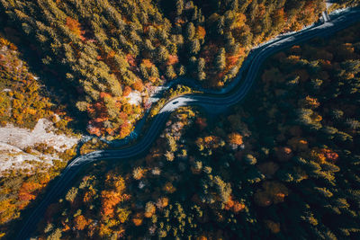 High angle view of road amidst trees in forest