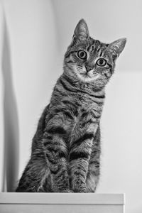 Close-up of a cat looking away