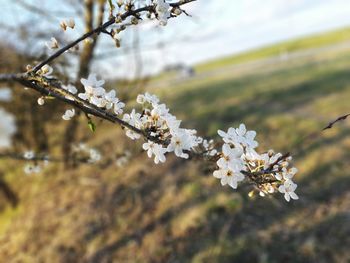 Close-up of plum blossoms in spring