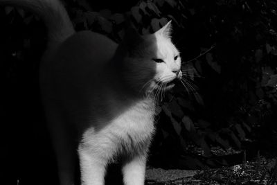 Close-up of cat sitting