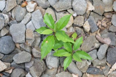 leaf