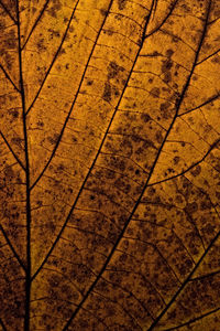 Full frame shot of tree floor