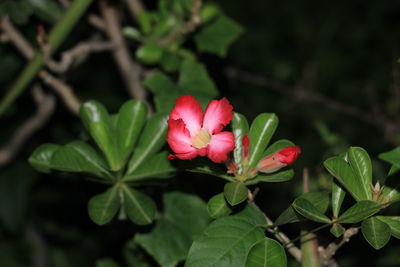 Close-up of pink flowering plant leaves