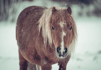 Portrait of a horse in a blizzard