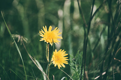 Close-up of yellow flowering plant on field