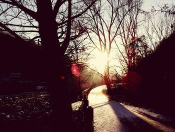 Sun shining through trees