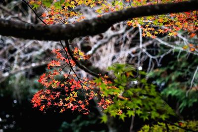 Red flowers growing on tree