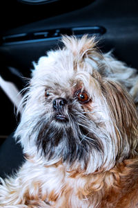 Close-up portrait of dog