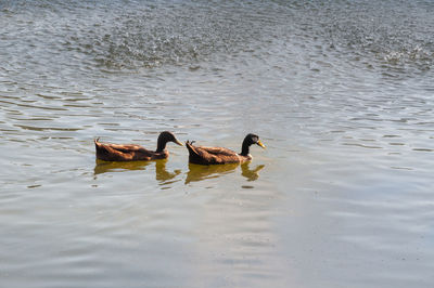 High angle view of ducks swimming in lake