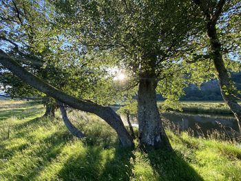Trees on field