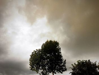 Low angle view of tree against sky