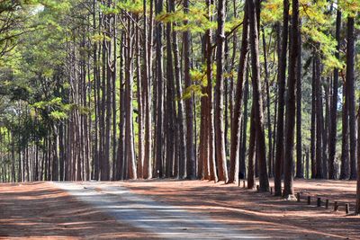 Trees growing in forest