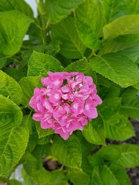 Close-up of pink flowers blooming outdoors