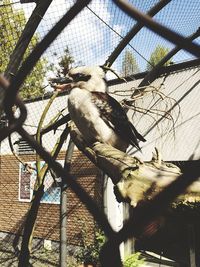 Low angle view of birds perching on wall