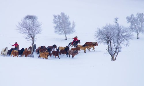 Herders riding horses with herd on snow covered field