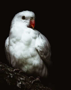 Close-up of a bird against black background