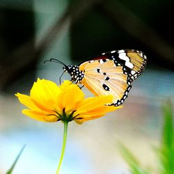 Close-up of butterfly pollinating on yellow flower