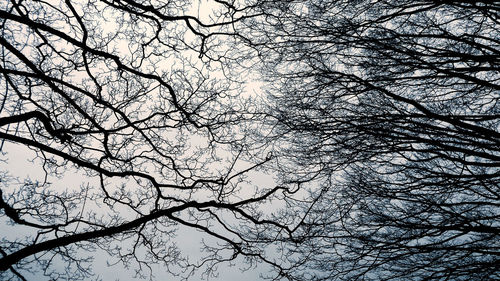 Low angle view of bare tree against sky