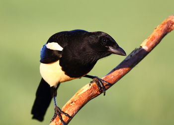 Close-up of bird perching on a branch