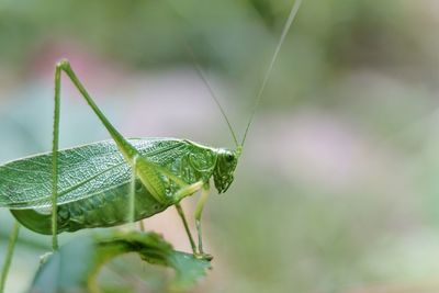 Close-up of grasshopper on leaf