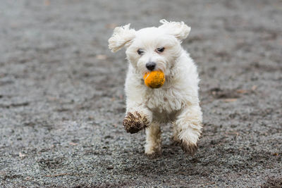Cute dog carrying ball in mouth while running on landscape