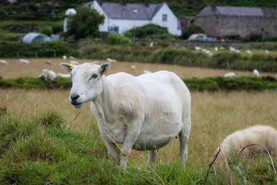 Sheep standing in a field