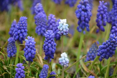 Close-up of purple flowering plants