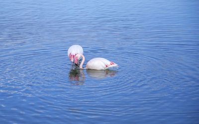 Duck swimming in lake