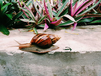 Close-up of snail on retaining wall against plants