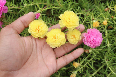 Close-up of hand holding yellow flowering plant