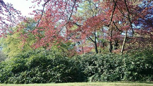 Plants growing on tree