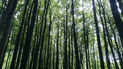 Low angle view of trees in forest