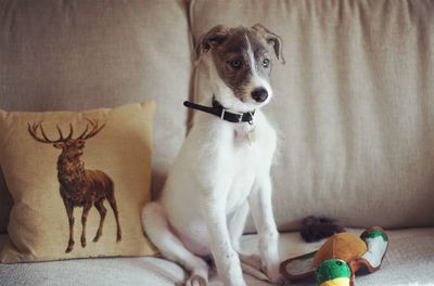 Dog sitting on sofa at home