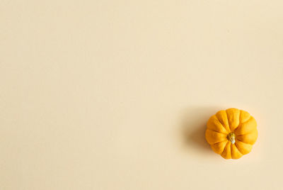 Close-up of orange flower against white background