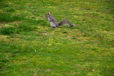 Side view of cat sitting on grass