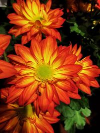 Close-up of orange flowers blooming outdoors