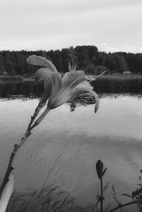 Bird flying over lake