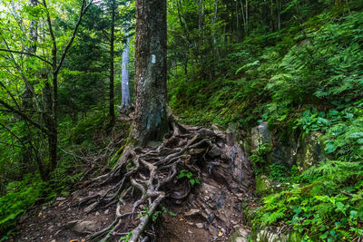 Pine trees in forest