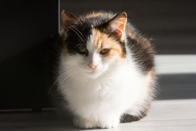 Portrait of a calico cat at home. calico cats are domestic cats with a spotted 