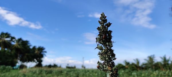 Plant growing on field against sky