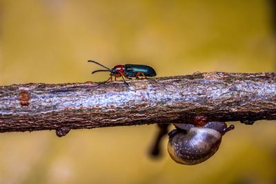 Close-up of insect on branch