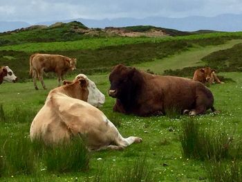 Cows grazing on field against sky