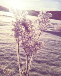 Close-up of tree against sky during winter