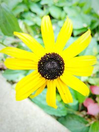 Close-up of yellow flower