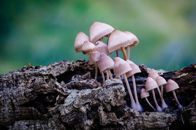 Close-up of mushrooms growing on land