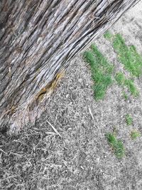 Plants growing on field