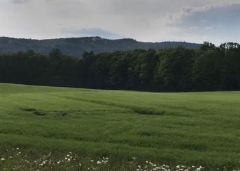 Scenic view of green landscape against sky