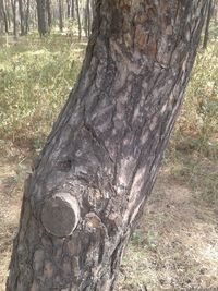 Close-up of tree trunk in forest